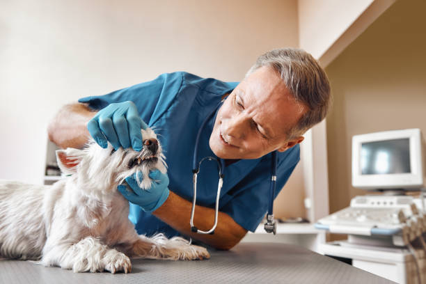 Best Emergency Denture Repair in Algoma, WI